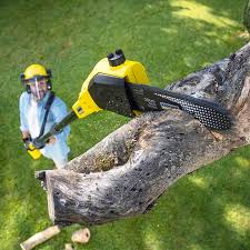 Best Arborist Consultation Services  in Anchor Point, AK